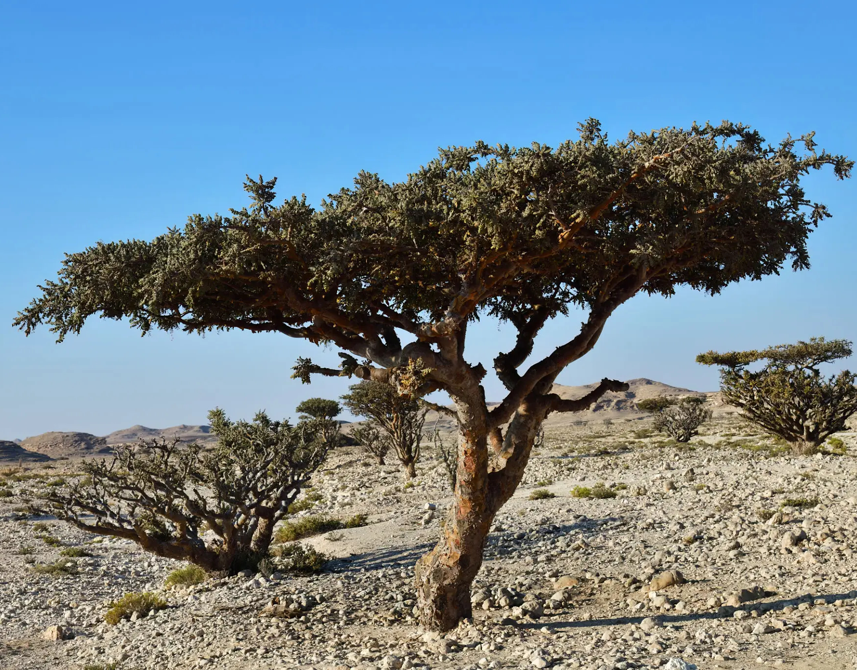 Desert tree with rocky terrain and sky.
